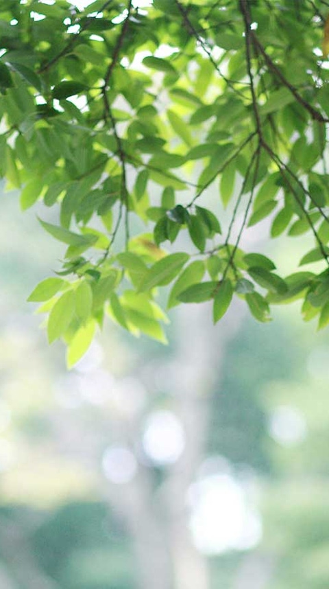 img-header-concept-asian-wisdom