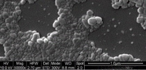 Scanning Electron Microscopy image of Tinosorb<sup>®</sup> A2B.